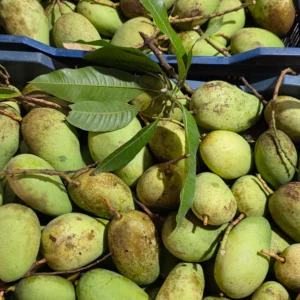 কাঁচা টক আম বারোমাসি